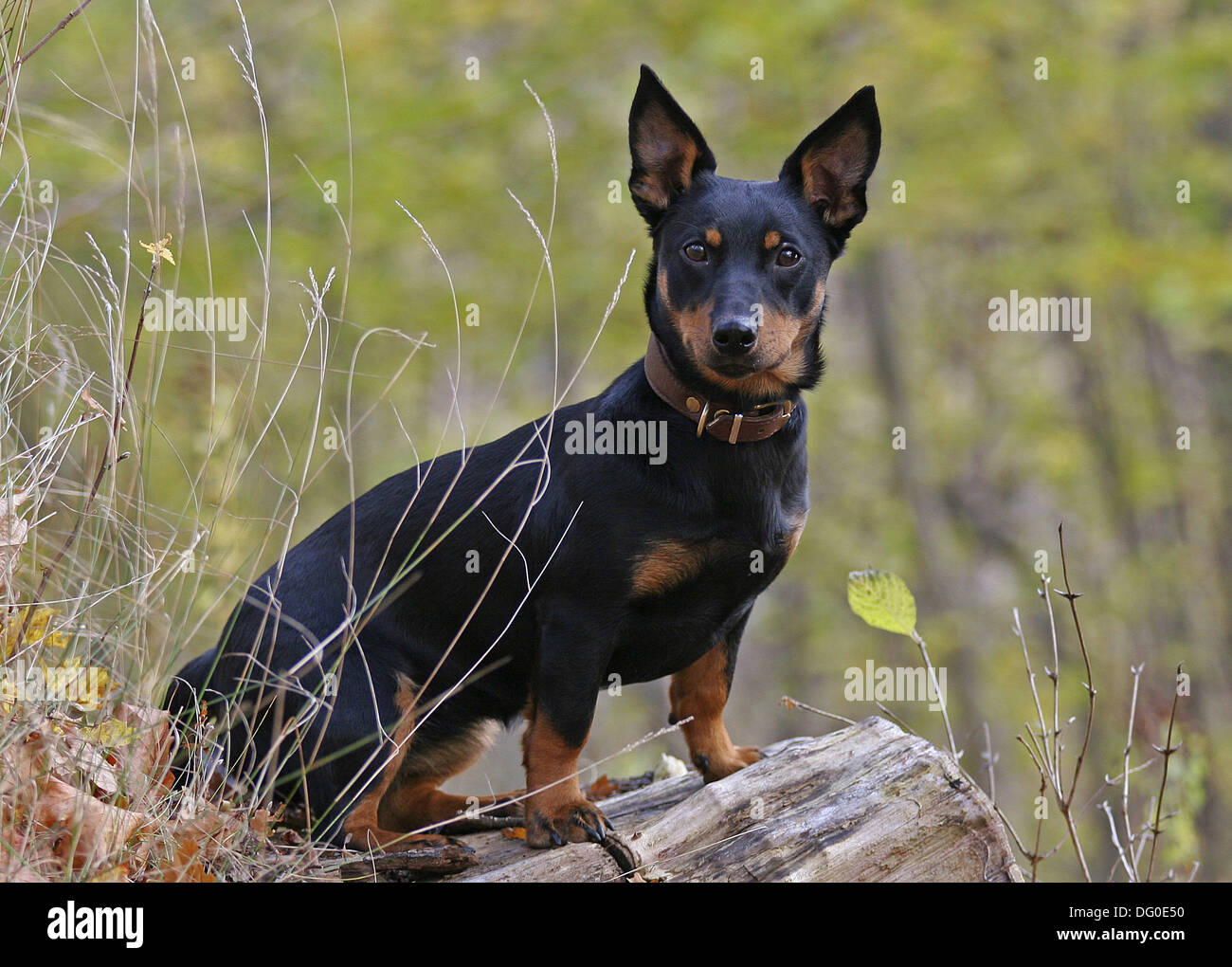 Kortfattet Næste Springboard Lancashire Heeler Hund Stockfotografie - Alamy