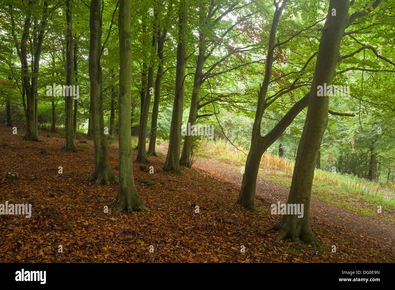 Erste Anzeichen des Herbstes in Friston Wald, East Sussex, England Stockfoto