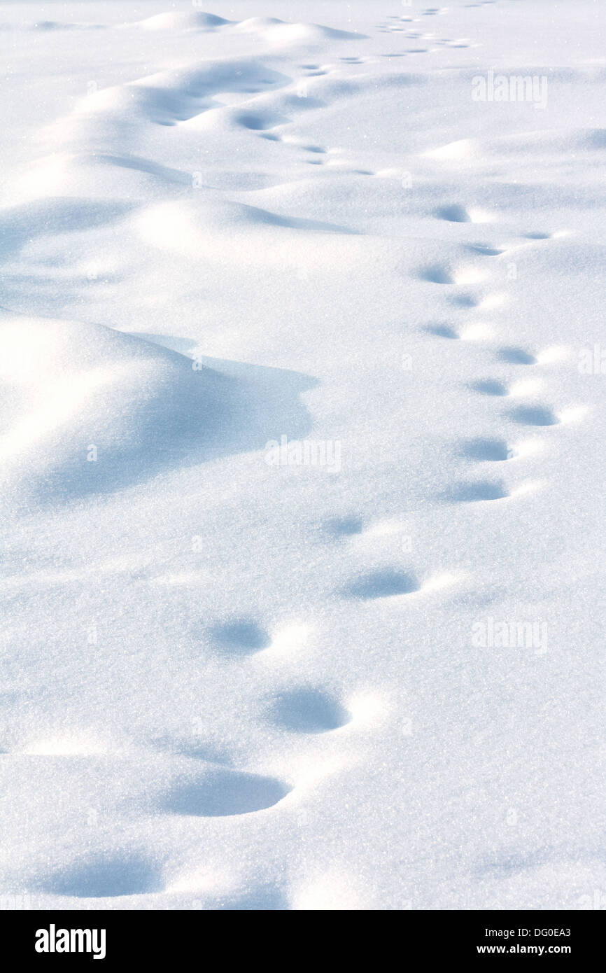 Einsame Menschen driftete Tracks auf weißen Schnee Winter Abend Stockfoto