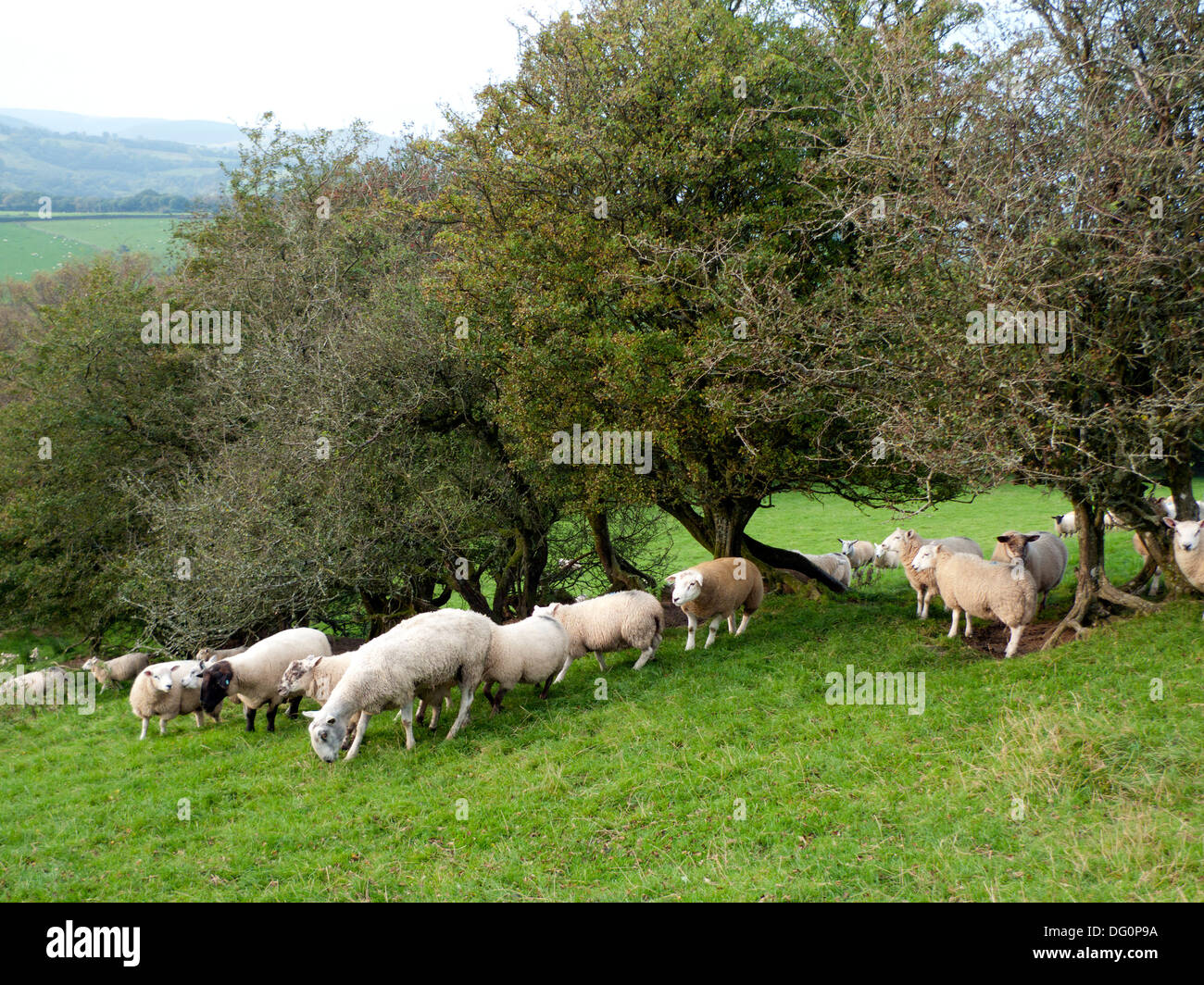 Tupping oder Paarungszeit als Rams mit Mutterschafe im Herbst in der Nähe von Llandovery Carmarthenshire Wales UK KATHY DEWITT eingesetzt werden Stockfoto