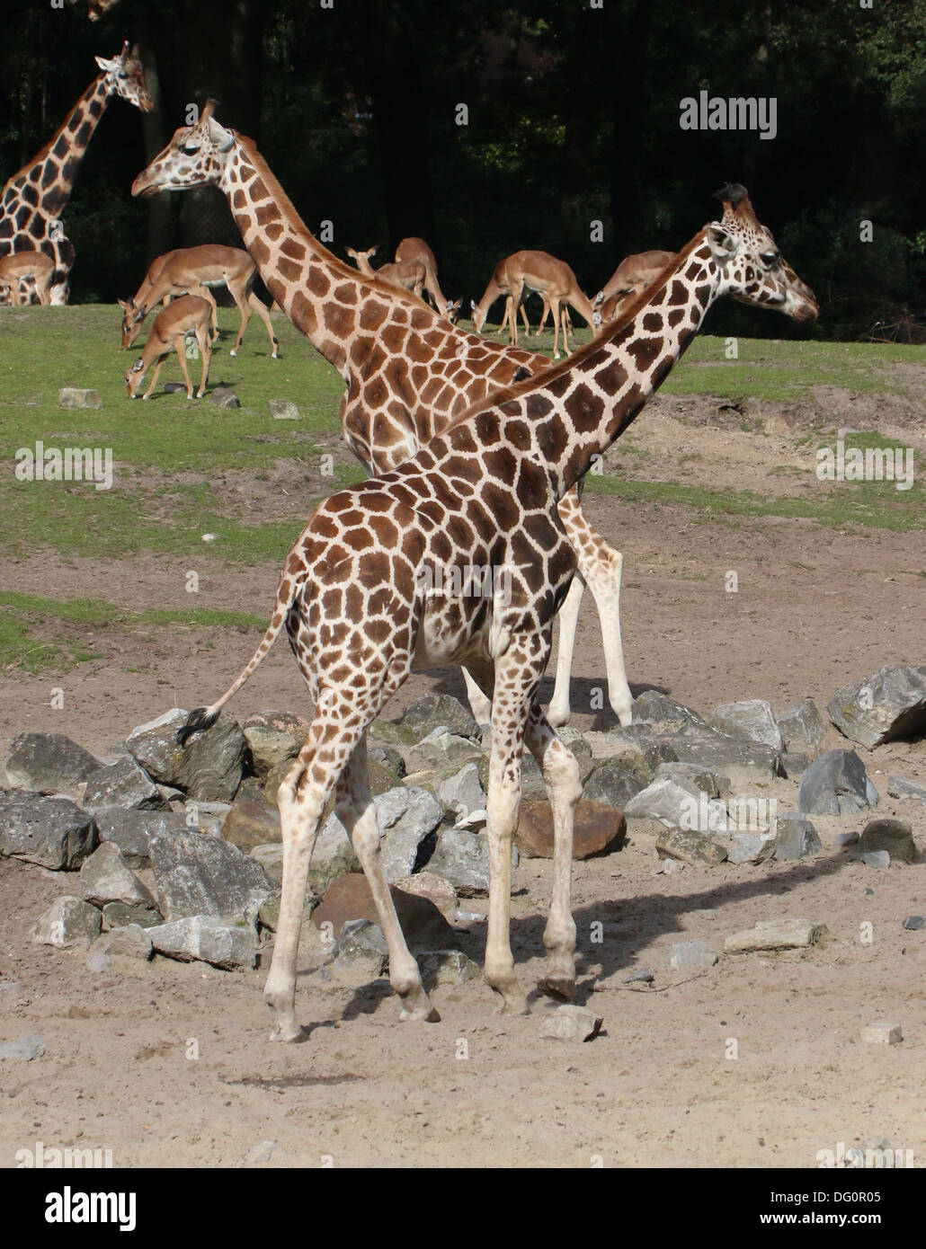Gruppe von Rothschild Giraffen aka Baringo oder Ugandan Giraffe (Giraffa Plancius) auf die Savanne von Emmen zoo Stockfoto