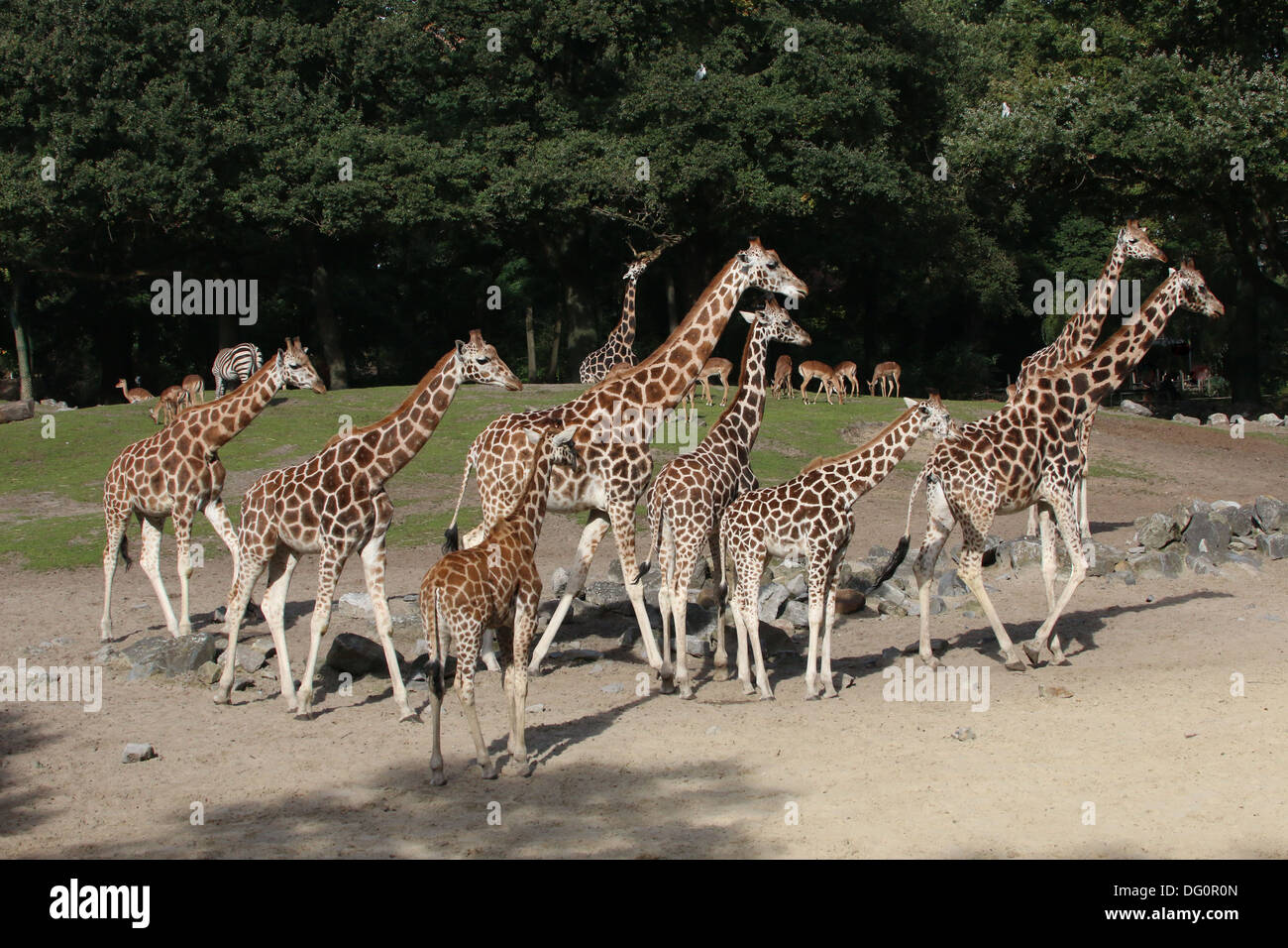 Gruppe von Rothschild Giraffen aka Baringo oder Ugandan Giraffe (Giraffa Plancius) auf die Savanne von Emmen zoo Stockfoto