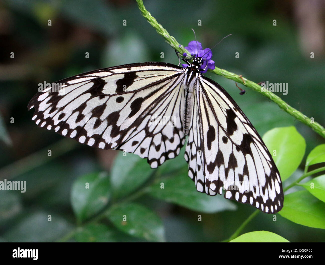 Papier-Drachen oder Waldnymphe Schmetterling (Idee Leuconoe) genommen in Emmen Schmetterling Zoo Fütterung auf eine lila Tropenblume Stockfoto