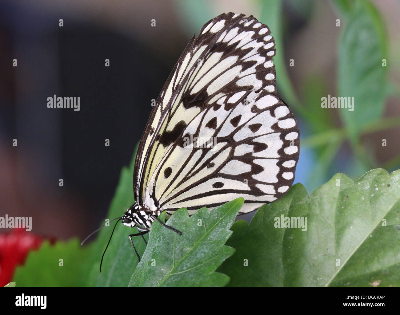Papier-Drachen oder Waldnymphe Schmetterling (Idee Leuconoe) aufgenommen im Zoo Emmen Schmetterling Stockfoto