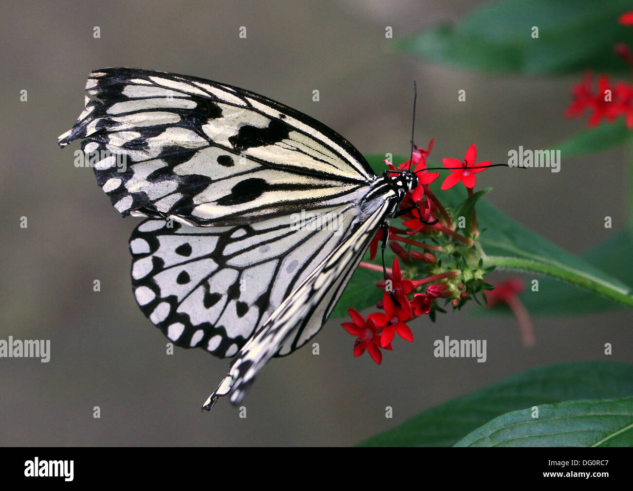 Papier-Drachen oder Waldnymphe Schmetterling (Idee Leuconoe) aufgenommen im Zoo Emmen Schmetterling Stockfoto