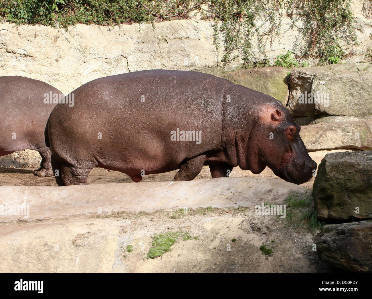 Flusspferd (Hippopotamus Amphibius) Nahaufnahme im Profil Stockfoto