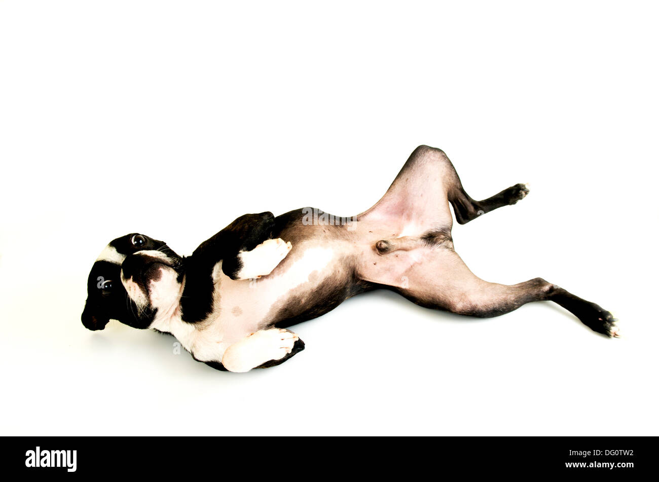 Boston Terrier Hund auf dem Boden liegen. weißen Hintergrund isoliert Stockfoto