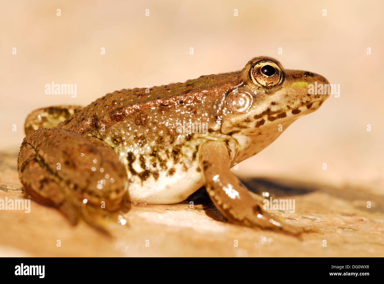 Saharian Frosch (außer Saharicus) in der Nähe von Draa River im Draa-Tal, Marokko Stockfoto