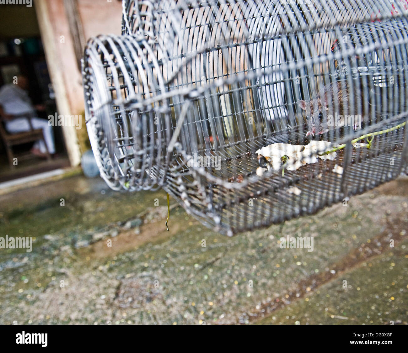Ratten / Mäuse in eine Falle im King Edward Memorial Hospital in Parel - die Ratten sind gelegt und von BMC Rattenmenschen gesammelt und abtransportiert b Stockfoto