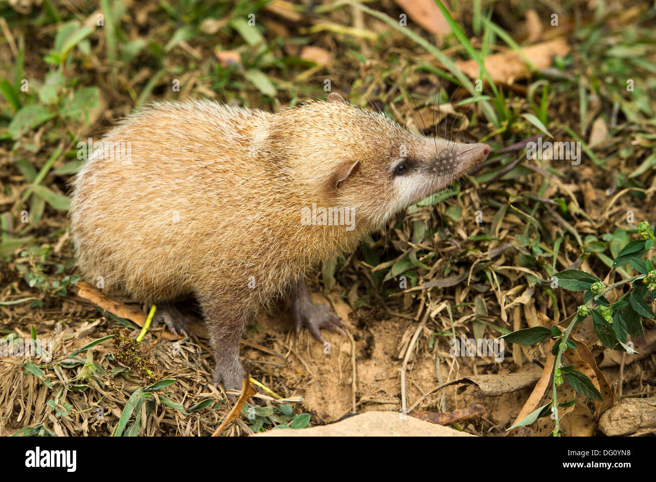 Schwanzlosen Tenreks oder gemeinsame Tenreks (Tenrec Ecaudatus