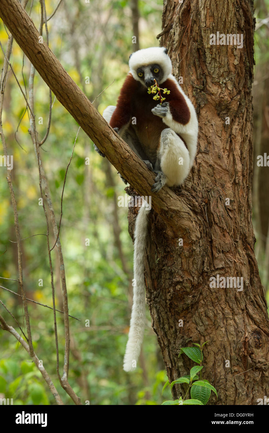 Coquerel Sifaka (Propithecus Coquereli), Peyrieras Natur Farm, Madagaskar Stockfoto