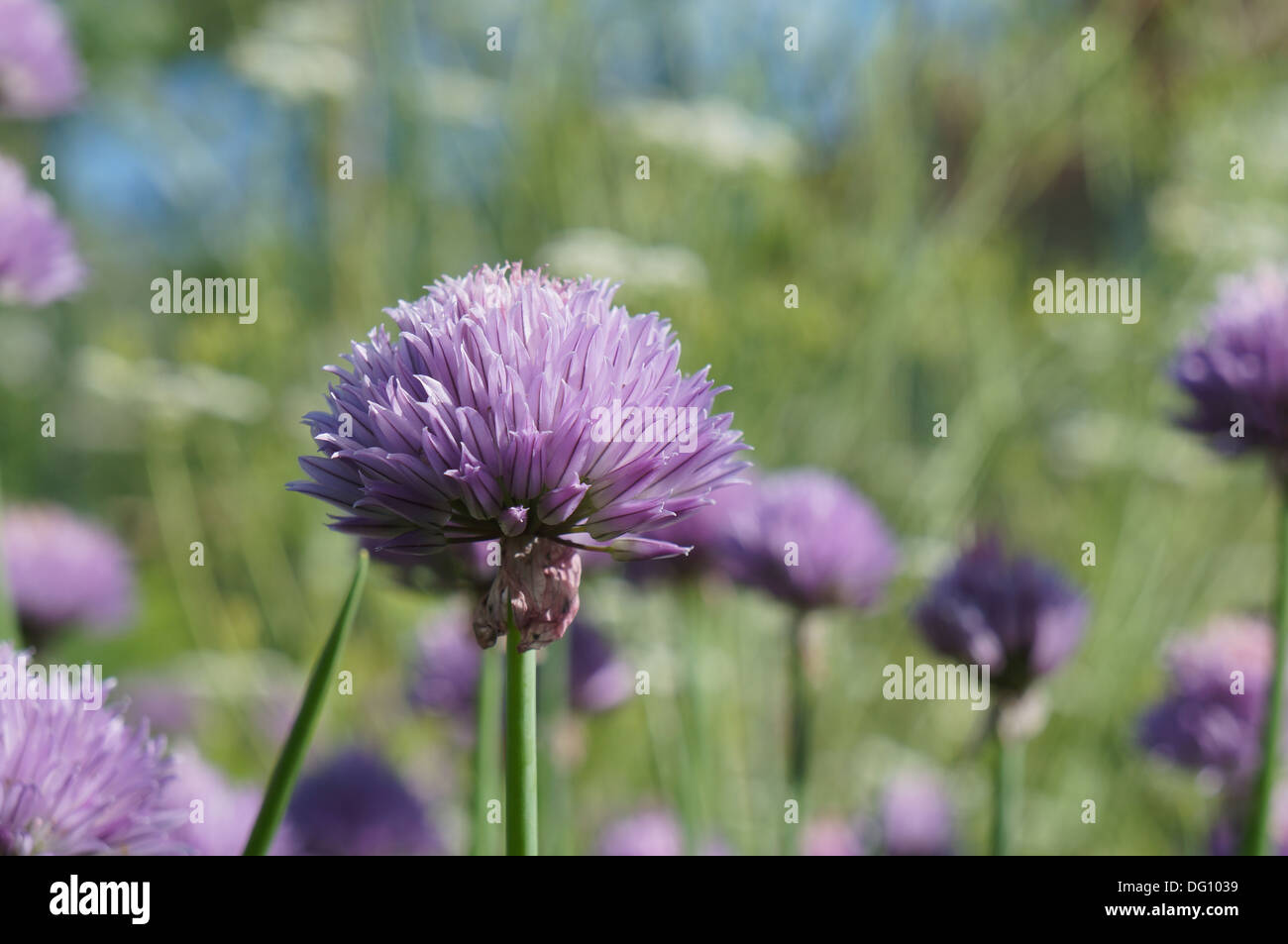 Allium Blumen Stockfoto