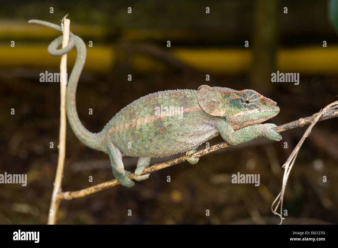 Blau-beinigen Chamäleon Calumma Crypticum, Peyrieras Natur Bauernhof, Madagaskar Stockfoto