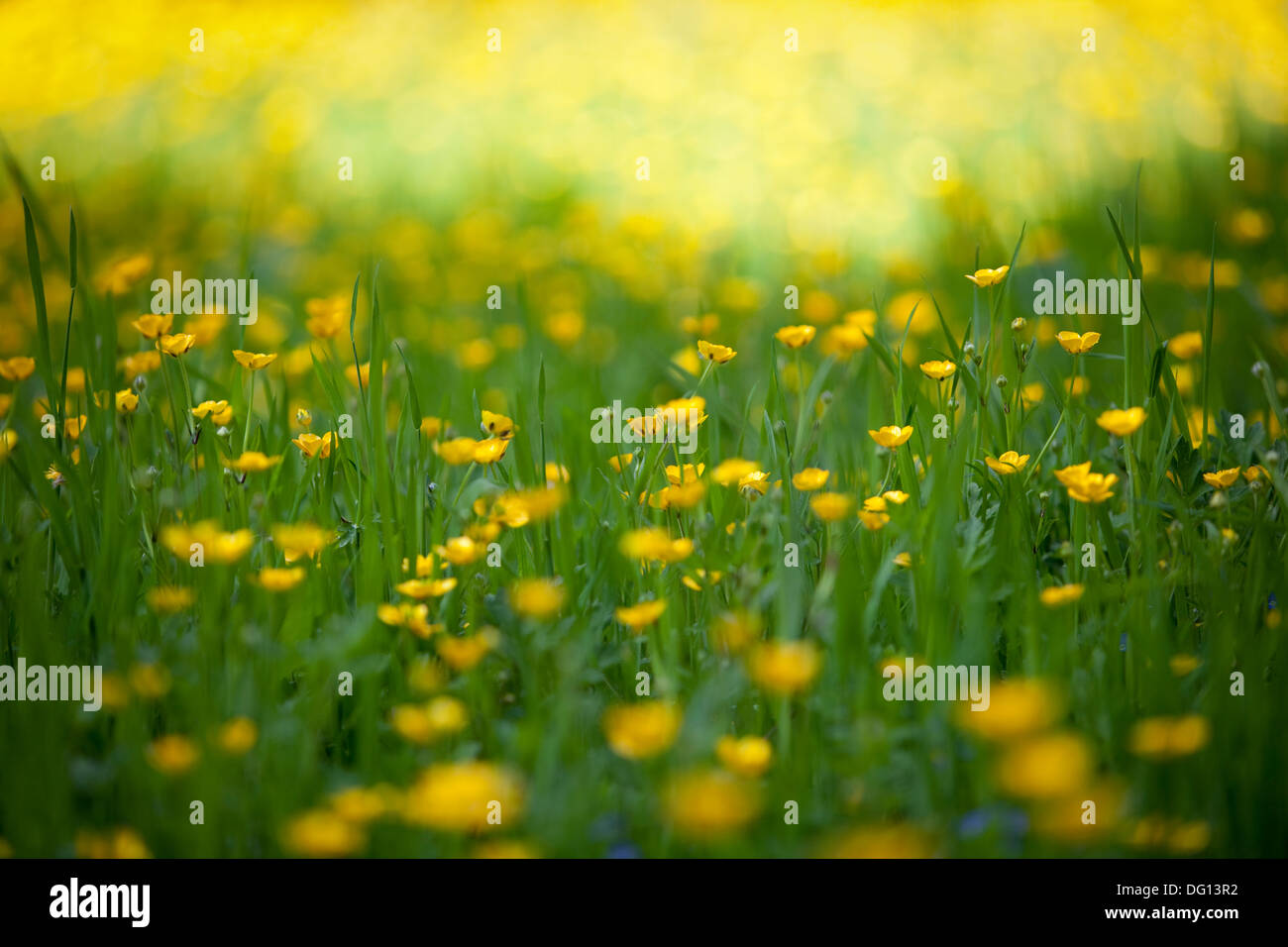 Einem Waldgebiet der wilden gelben Butterblumen in Cheshire, England. Stockfoto
