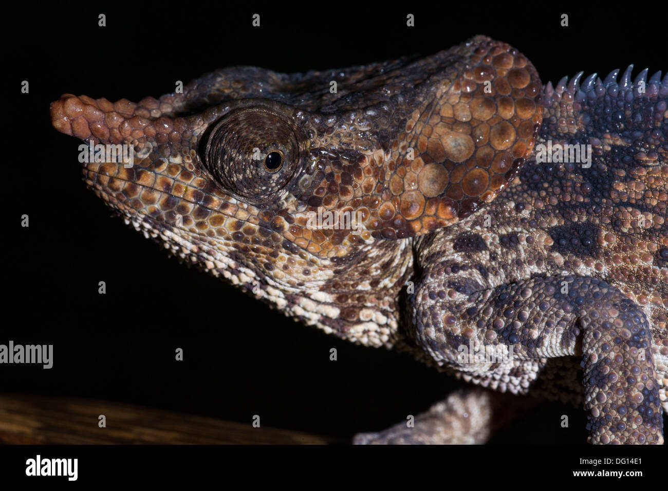 Kurz-gehörnte Chamäleon Calumma Brevicornis, Analamazaotra Special Reserve, Andasibe-Mantadia Nationalpark, Madagaskar Stockfoto