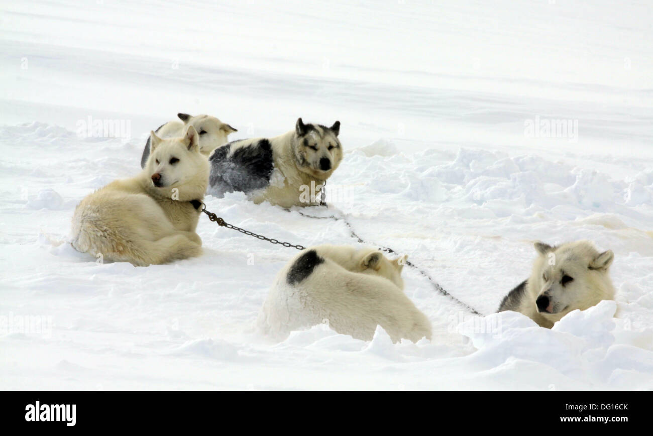 Husky Hunde im Schnee, Island Stockfoto
