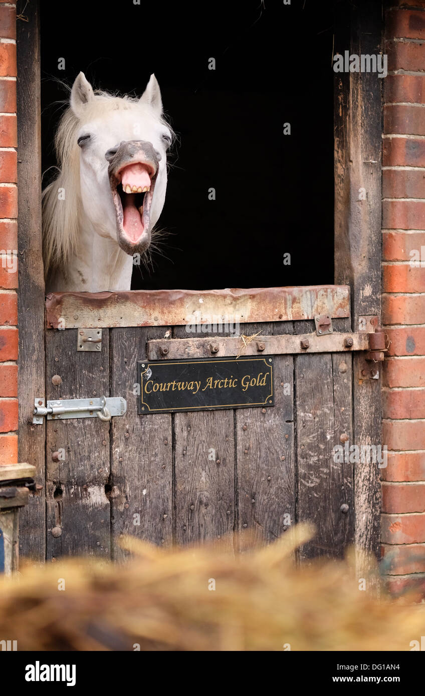 Ein Pferd erscheint zu lachen. Stockfoto