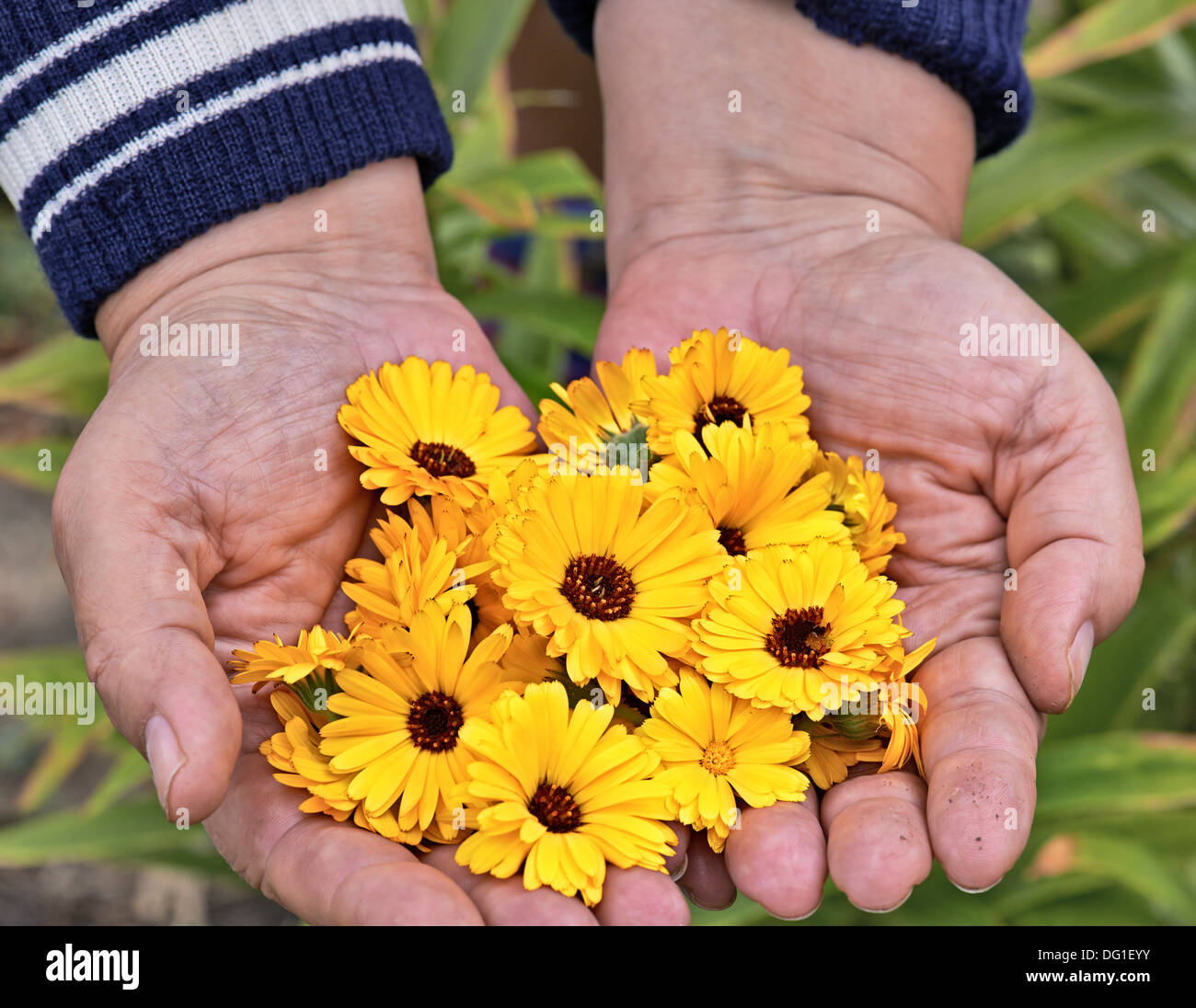 Eine Detailansicht einer Heliopsis Blume Verlegung in Händen. Stockfoto