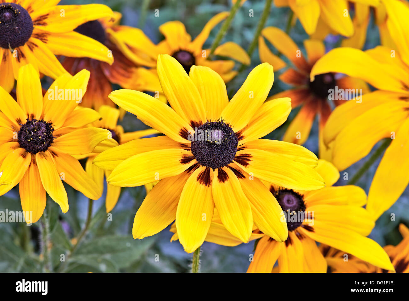 Schöne gelbe Sommerblumen im Garten. Heliopsis Scabra Stockfotografie
