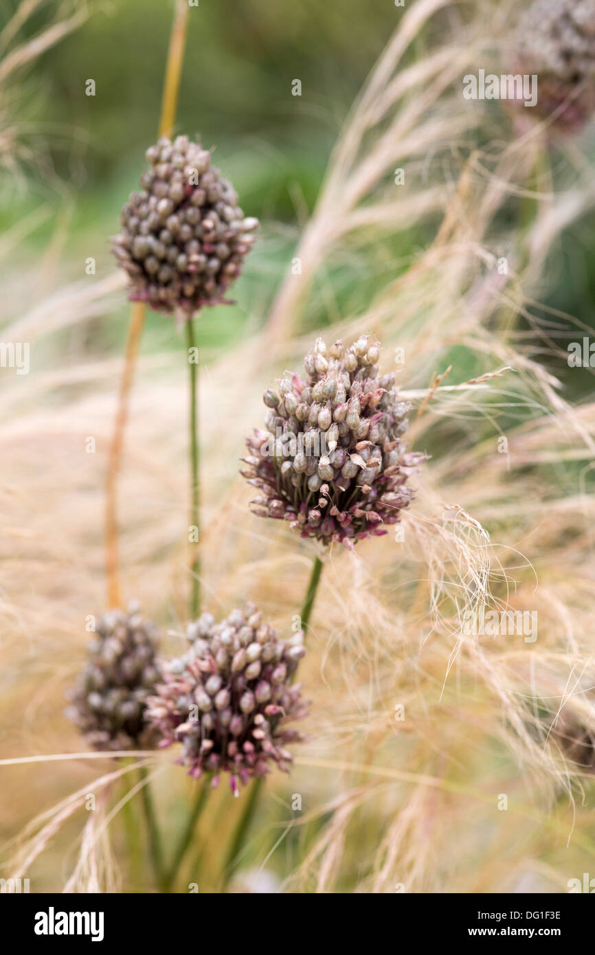 Allium Sphaerocephalon, Drum Stick Stockfoto