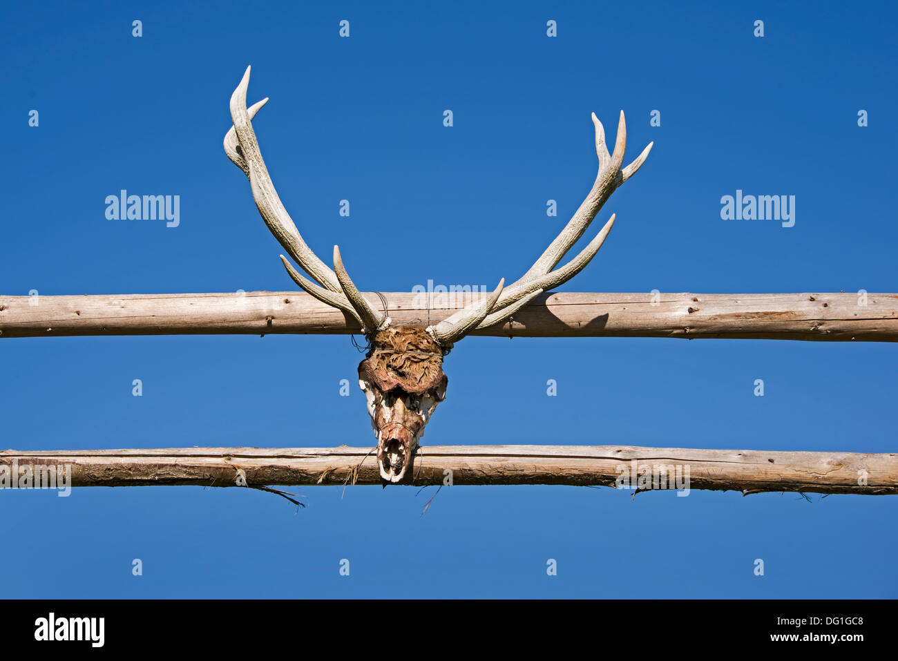 Hirsch Antleer auf das Tor von einer ranch Stockfoto