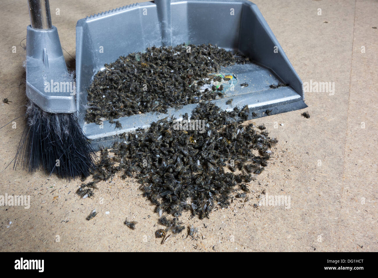 Unerwünschte Hausgäste: die Toten Reste der einen Befall des Clusters fliegt auf einem Dachboden. Stockfoto