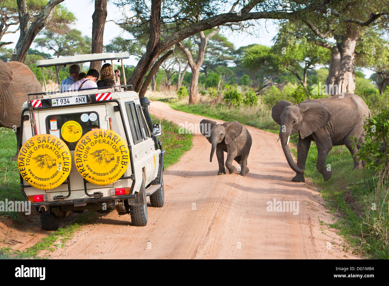 Afrikanische elefanten, die straße vor einem auto kreuzen -Fotos und  -Bildmaterial in hoher Auflösung – Alamy