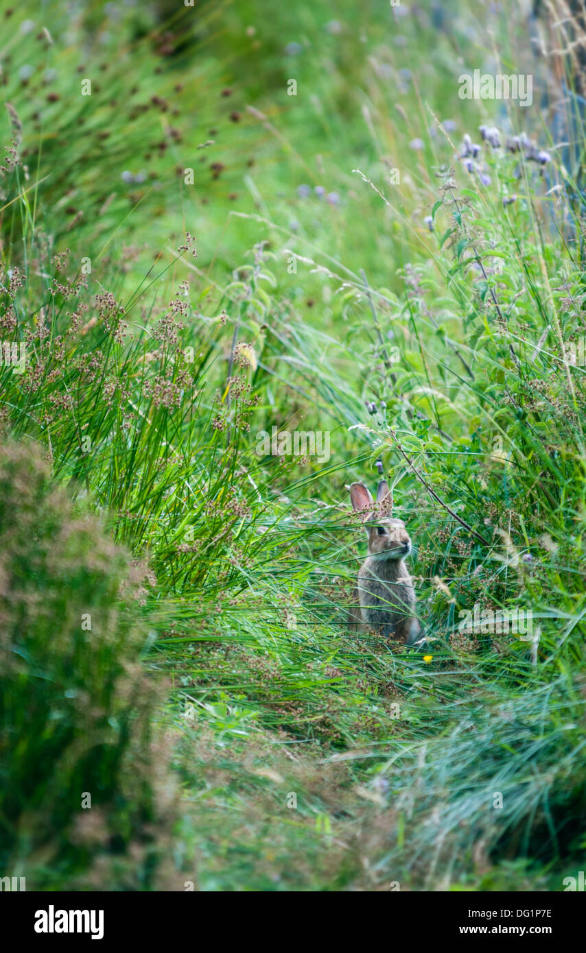 Einzelnes Kaninchen, das im langen Gras zwischen Blumen und Pflanzen sitzt. Stockfoto