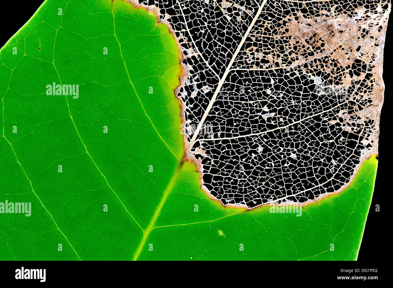 Zarte Textur der Venen der einen Hälfte zerfallen Blatt. Stockfoto