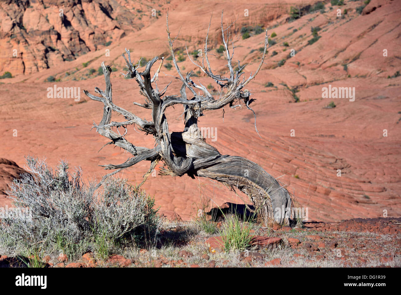 Eine Borste Kiefer unter den roten Sandstein des südlichen Utah. USA. Stockfoto