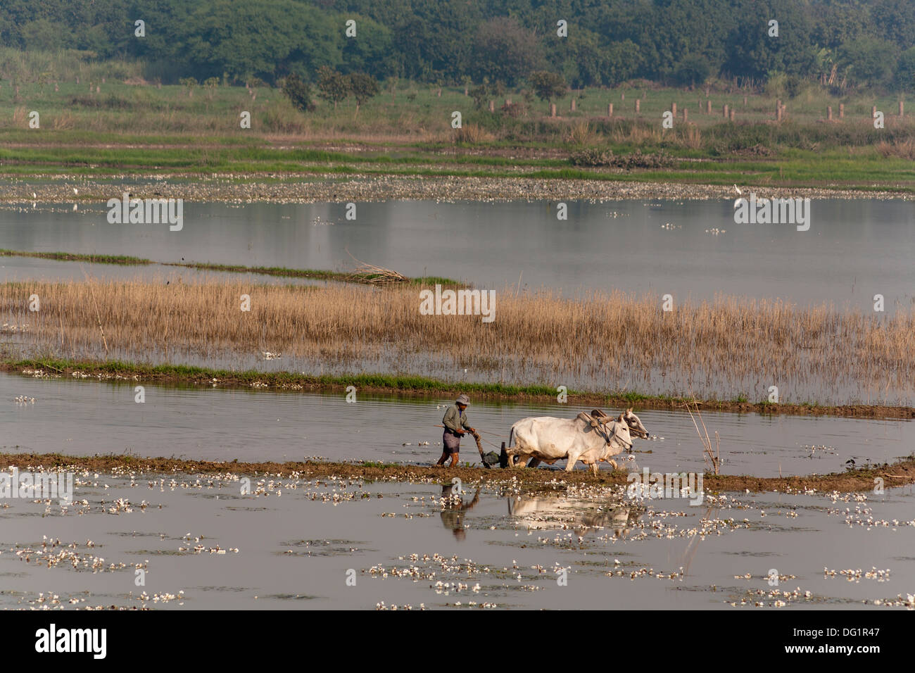 Landwirt und Ochsen pflügen Reisfelder in der Nähe von Mandalay, Myanmar (Burma) Stockfoto