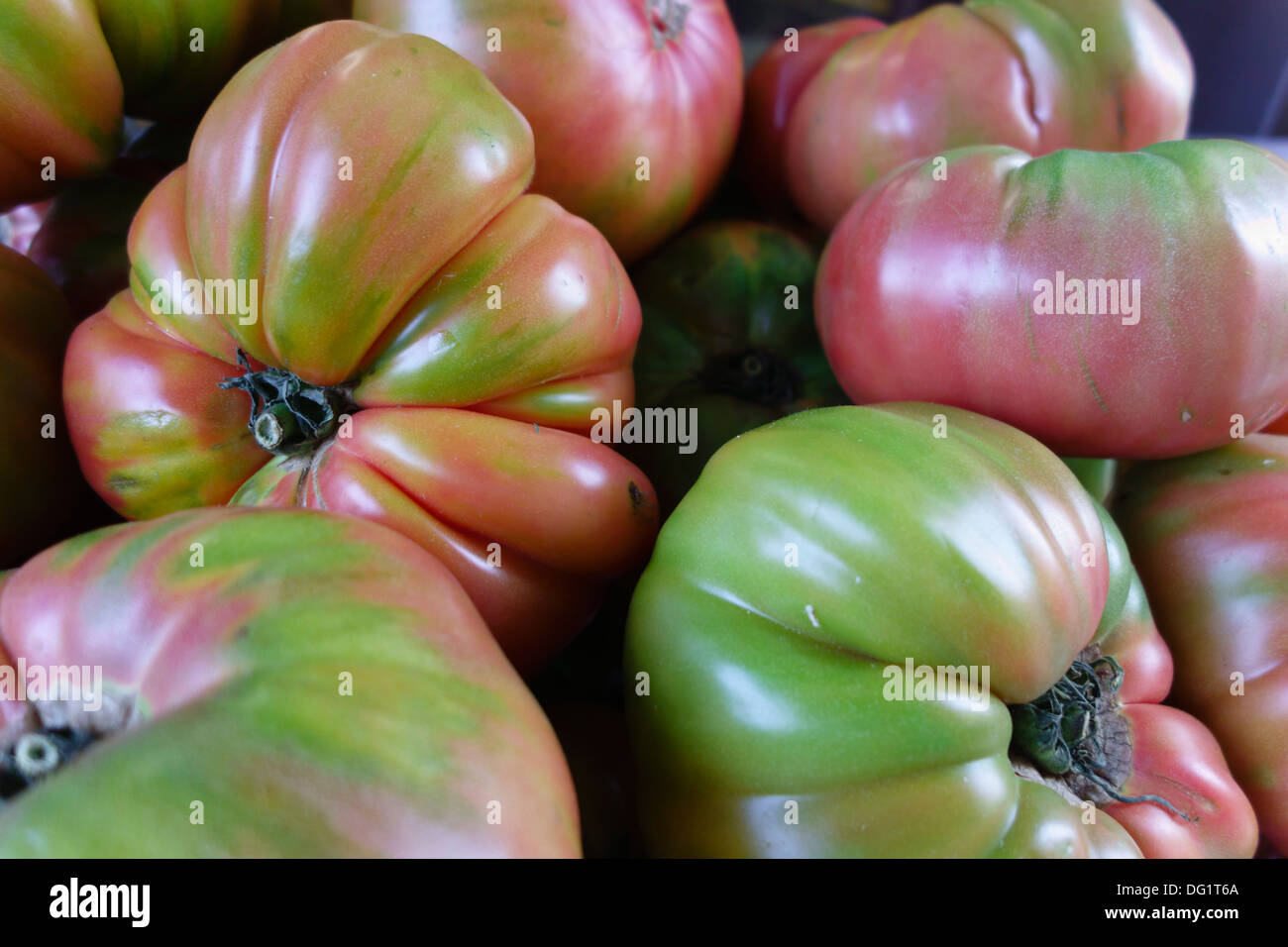 Spanische Tomaten Stockfoto