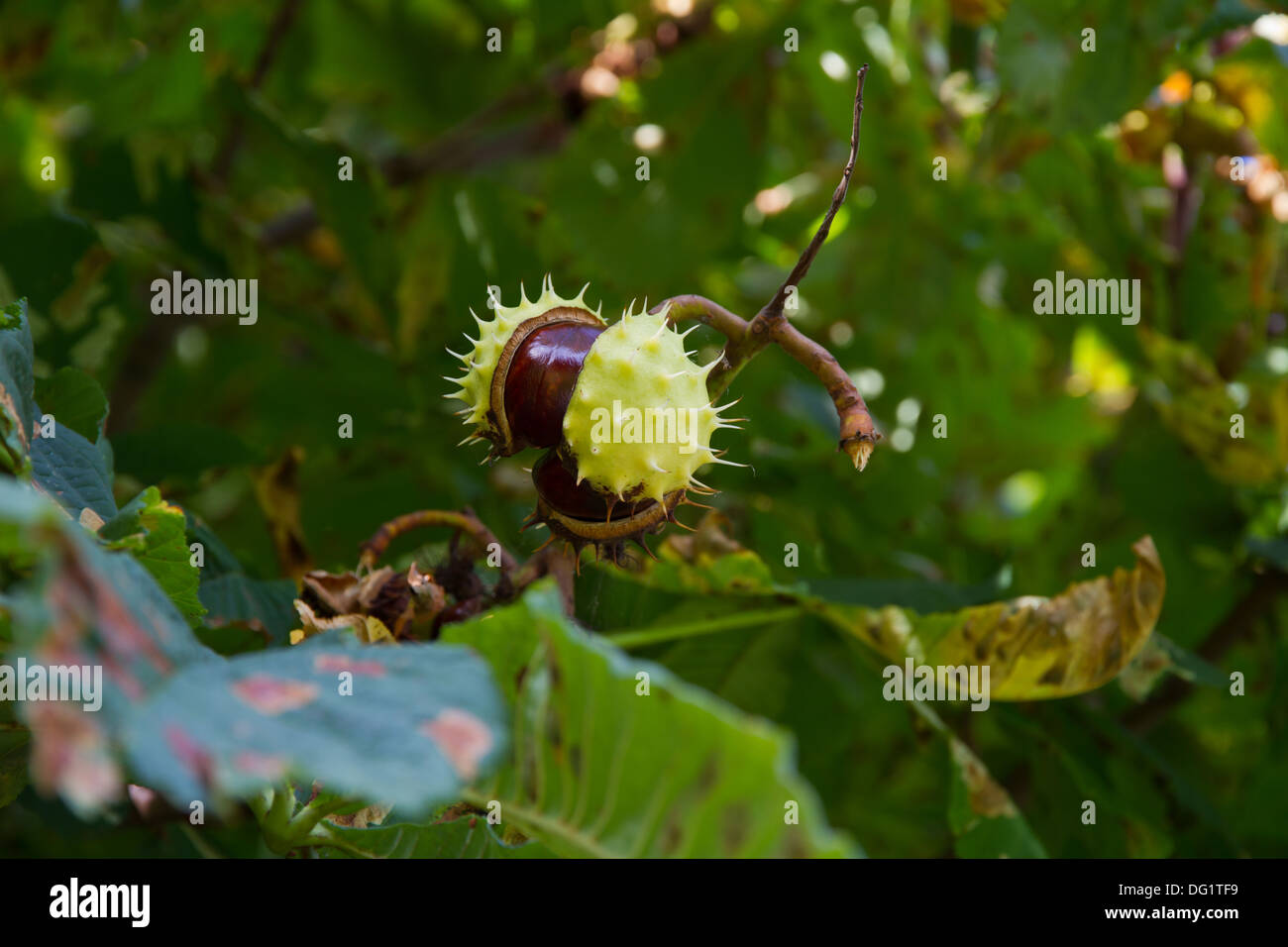 Aesculus, Herbst, Botanik, Kastanie, Kastanien, Conkers, Hippocastanum, Pferd, Gartenbau, Muttern, Pflanzen, Conker, Baum Stockfoto