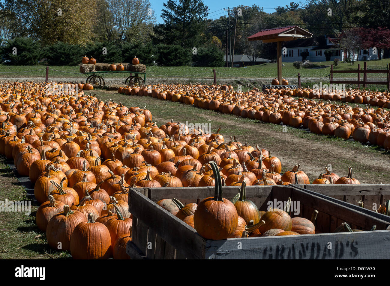 Ein Apfel-Bauernhof bietet Platz für ein Kürbisbeet jedes Jahr im Herbst... Stockfoto