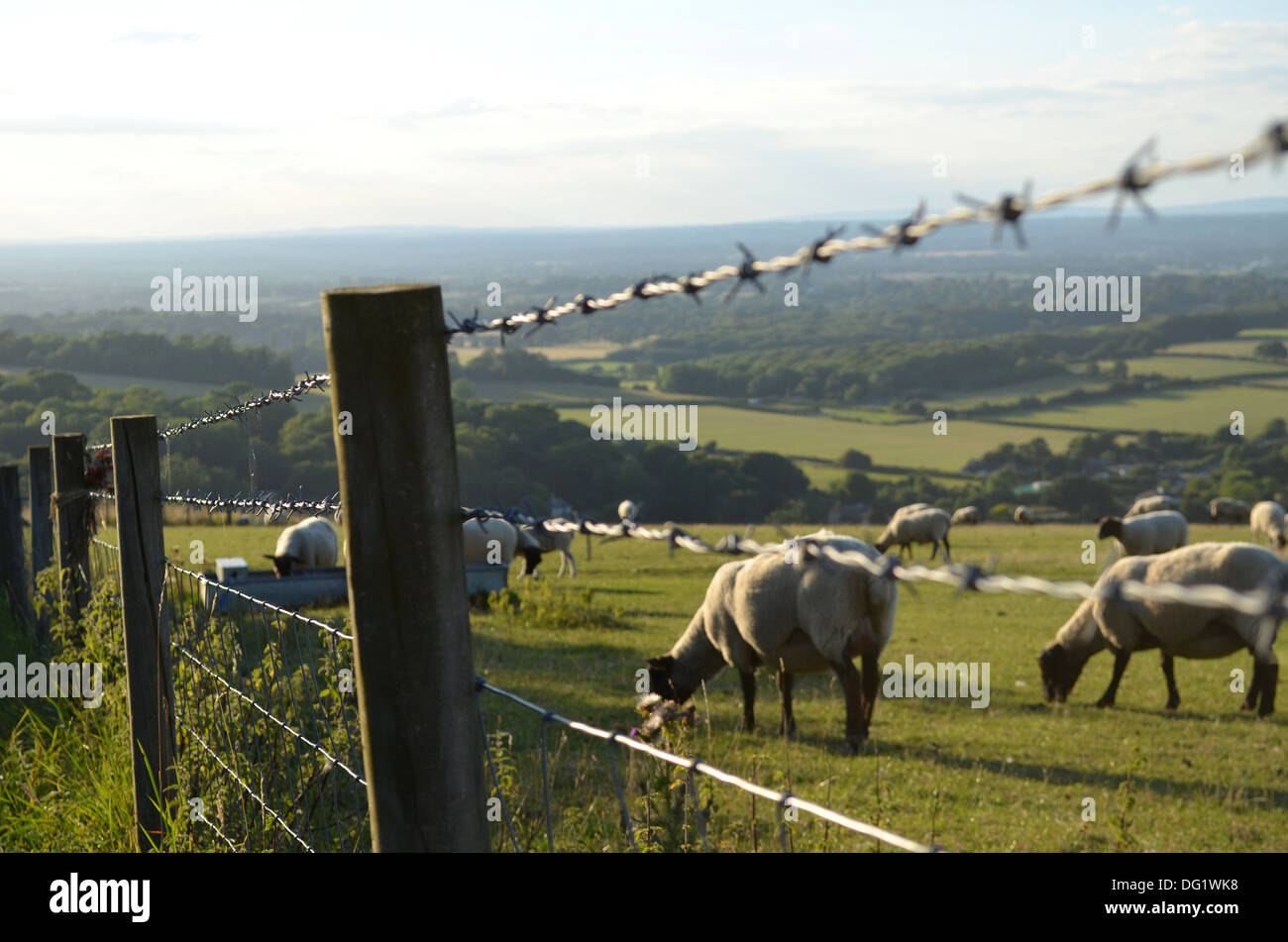 Schafe weiden auf der Sussex Downs England Stockfoto