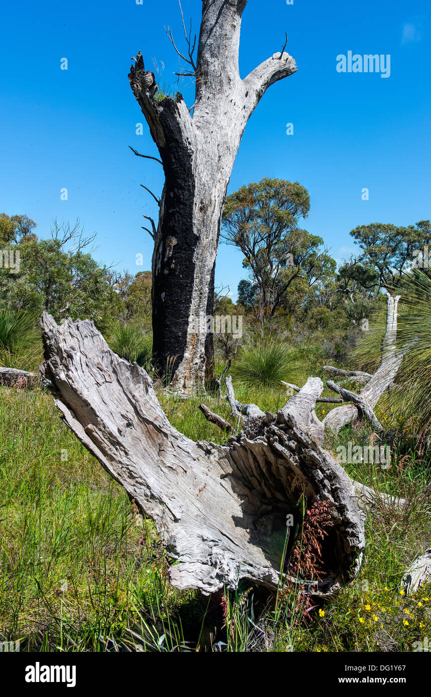 Baumstämme im australischen Busch Stockfoto