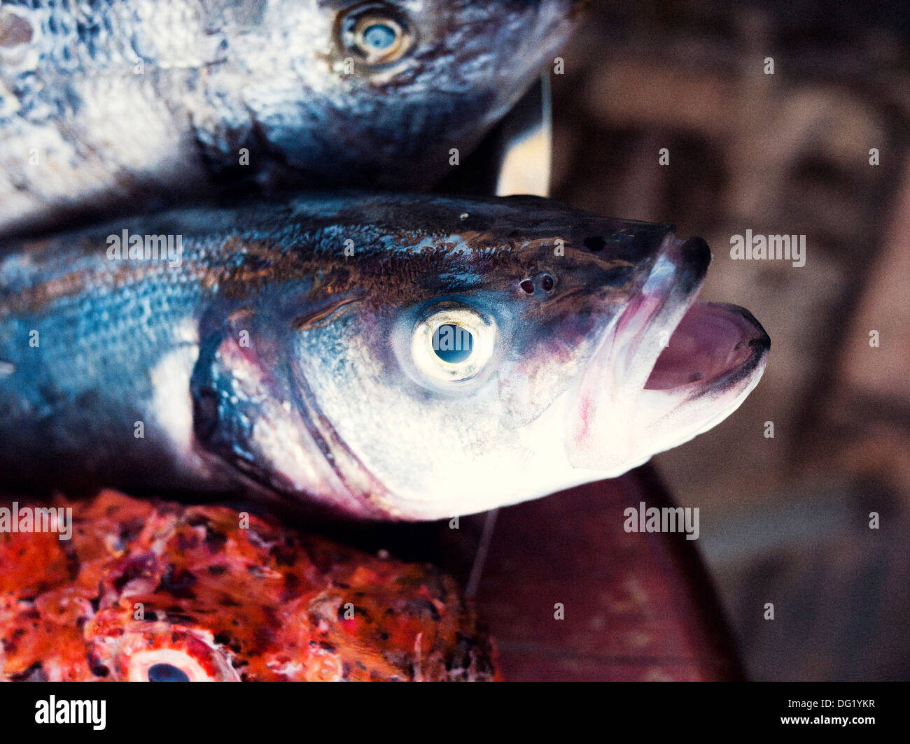 Tote Fische, Nahaufnahme Stockfoto