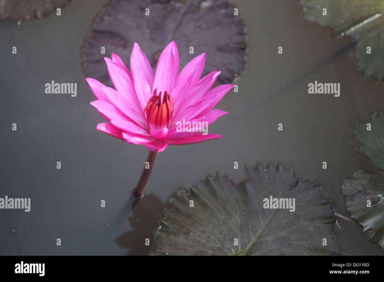 Rosa Lotusblume und Seerosen Stockfoto