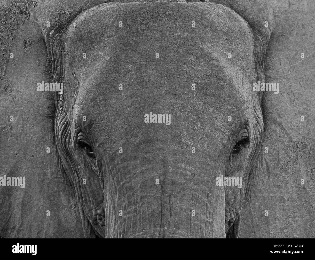 Elefant in Sambia Stockfoto