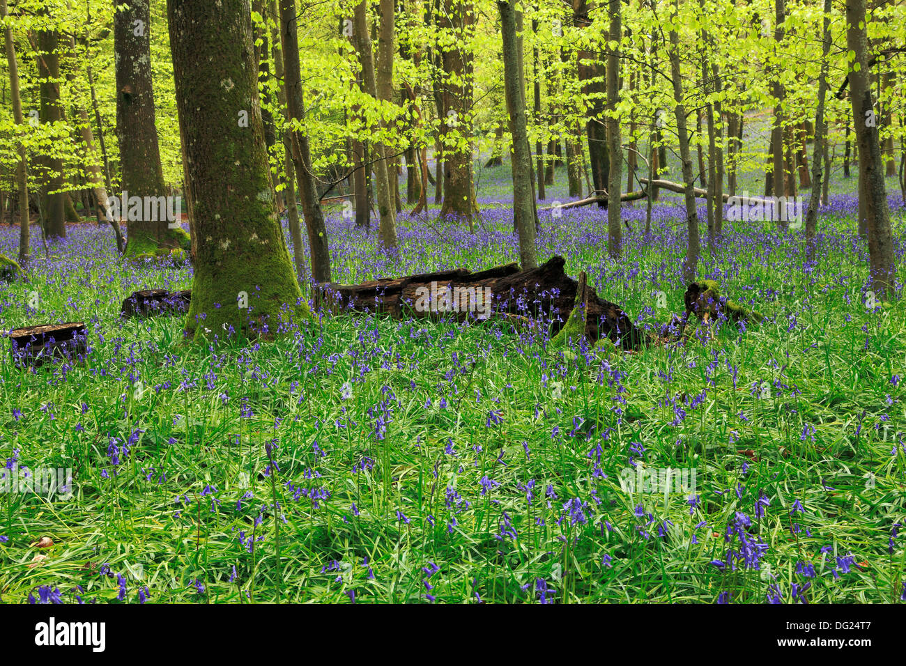 Frühling im Coldwaltham Park Glockenblumen, Coldwaltham, West Sussex. Stockfoto