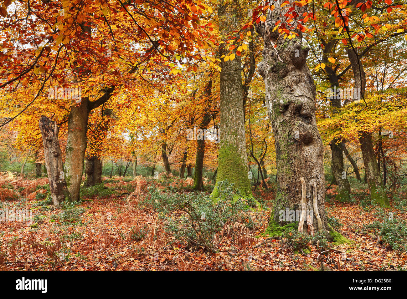 Rasieren Sie Holz im Herbst, New Forest, Hampshire Stockfoto