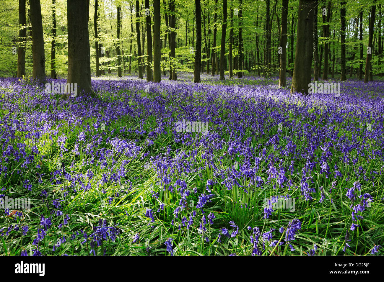 Bluebells in Morgensonne Stockfoto