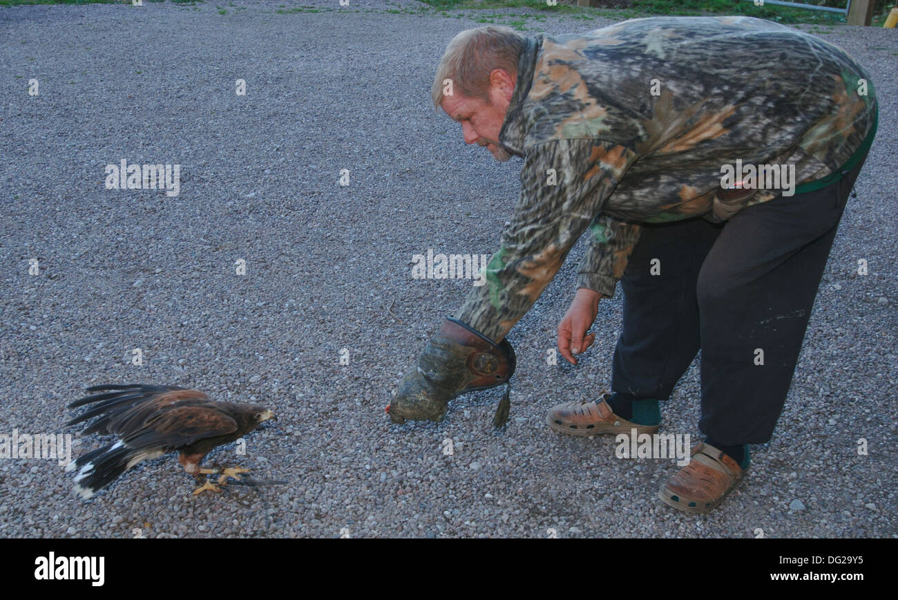 Falconer Ausbildung eine Harris Hawk.. (parabuteo unicinctus) Stockfoto