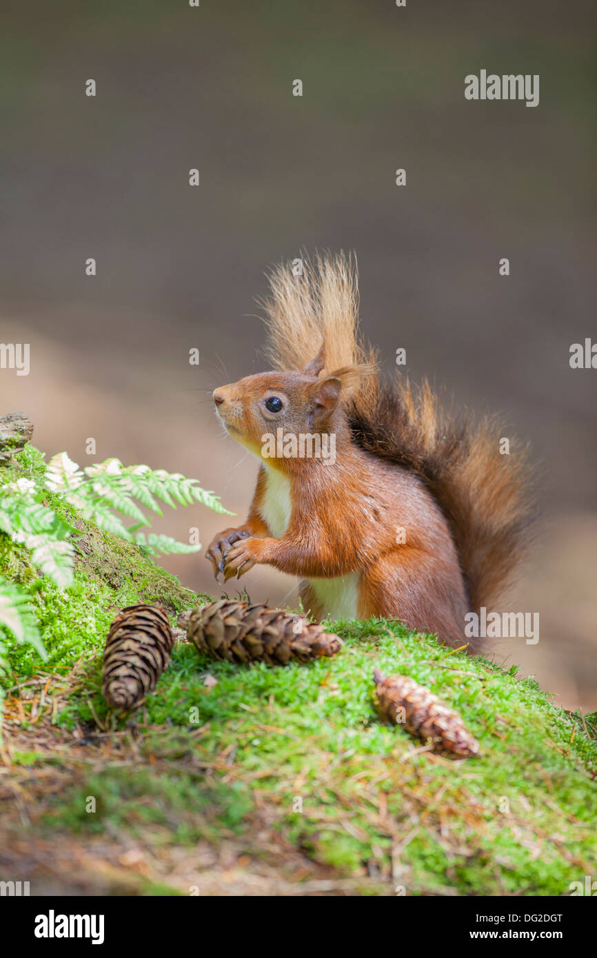 Eichhörnchen (Sciurus Vulgaris) saßen Essen und Pinienkernen in Wald-Einstellung. Yorkshire Dales, North Yorkshire, Großbritannien Stockfoto