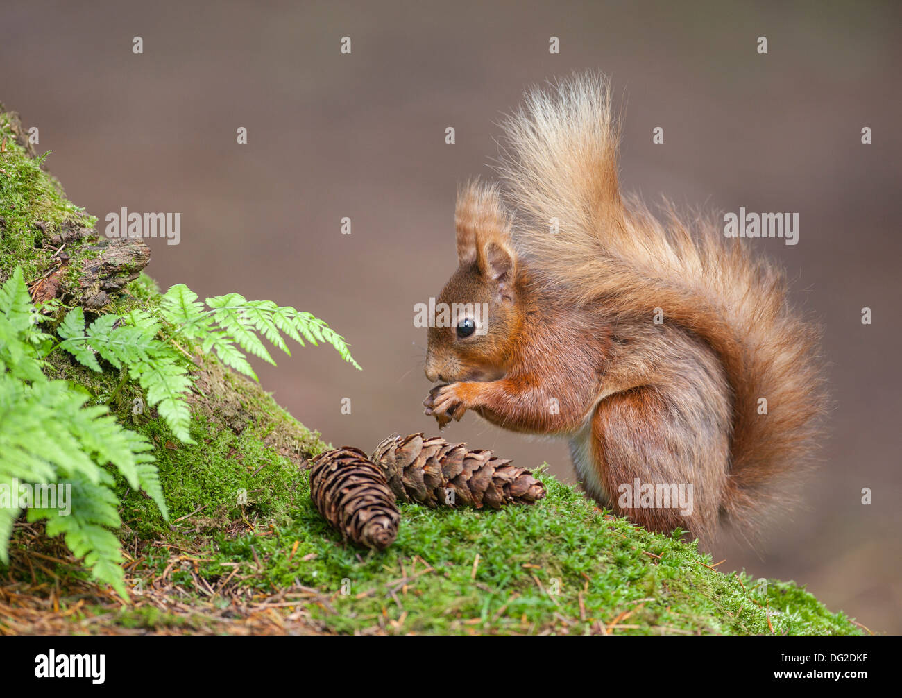 Eichhörnchen (Sciurus Vulgaris) saßen Essen und Pinienkernen in Wald-Einstellung. Yorkshire Dales, North Yorkshire, Großbritannien Stockfoto