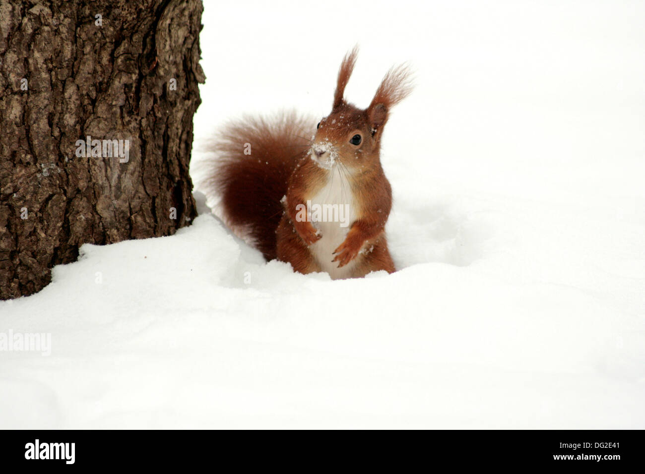 Eichh rnchen Winter Deutschland Fotos Und Bildmaterial In Hoher eichh-rnchen-winter-deutschland-fotos-und-bildmaterial-in-hoher