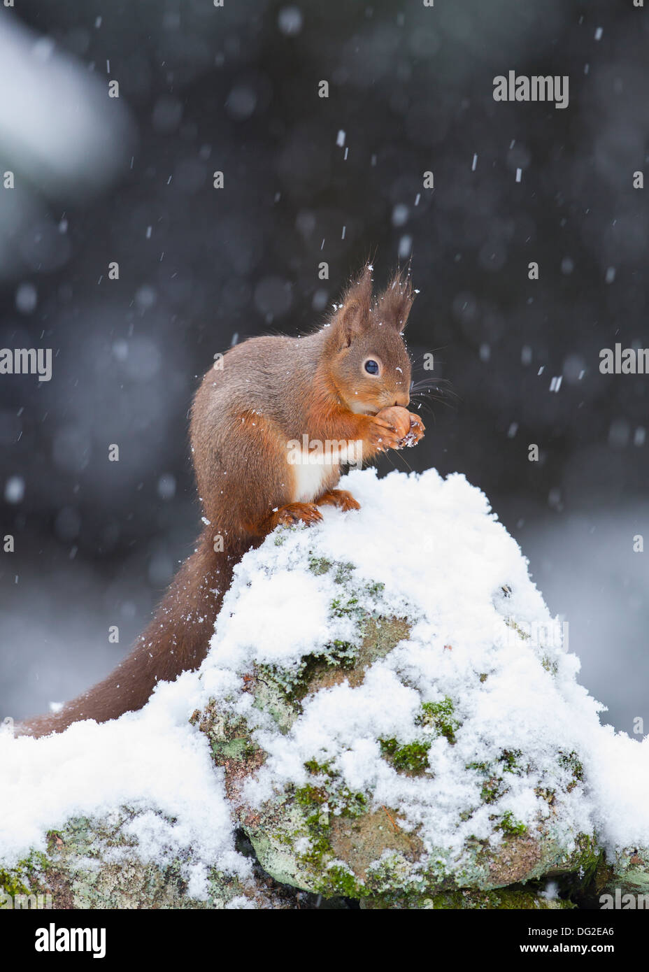 Eichhörnchen (Sciurus Vulgaris) saß posiert in fallenden Schnee auf Trockenmauer im Wald. Yorkshire Dales, North Yorkshire, Großbritannien Stockfoto