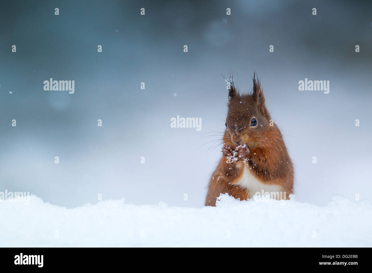 Eichhörnchen (Sciurus Vulgaris) saß posiert in fallenden Schnee im Wald Einstellung. Yorkshire Dales, North Yorkshire, Großbritannien Stockfoto