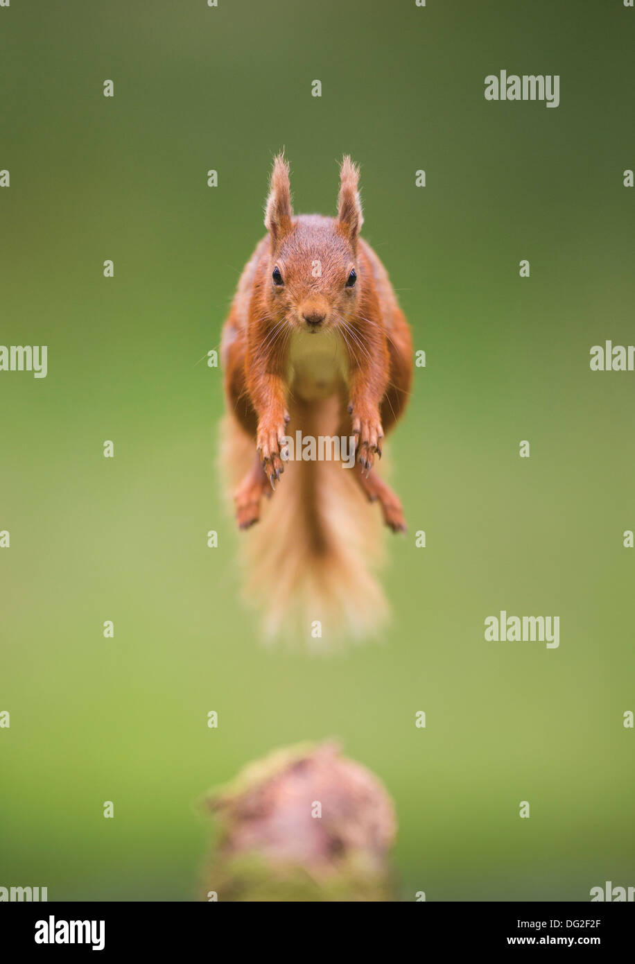 Eichhörnchen (Sciurus Vulgaris) Sprung durch die Luft im Wald Einstellung. Yorkshire Dales, North Yorkshire, Großbritannien Stockfoto