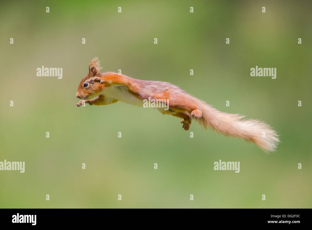 Eichhörnchen (Sciurus Vulgaris) Sprung durch die Luft im Wald Einstellung. Yorkshire Dales, North Yorkshire, Großbritannien Stockfoto